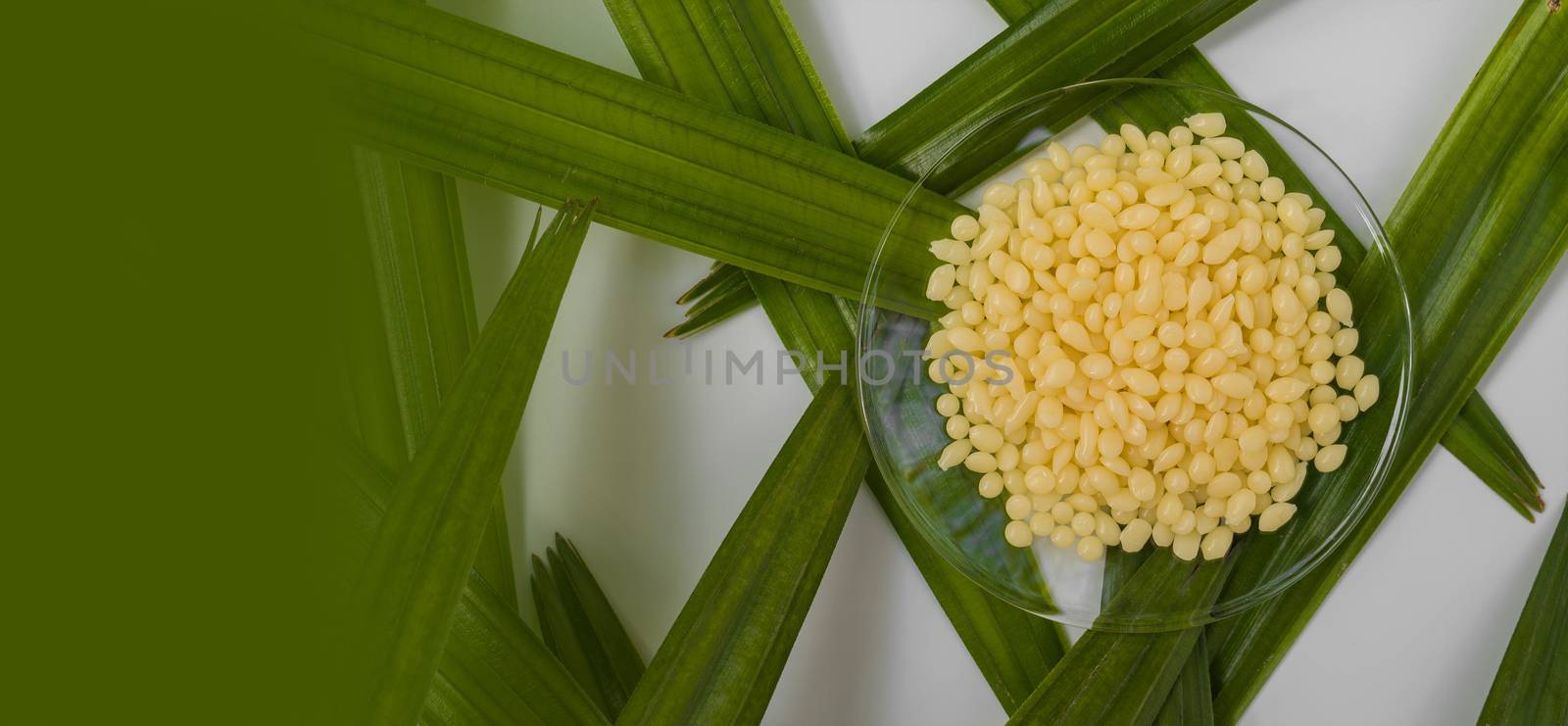 Candelilla Wax, Chemicals for beauty care on botany background. by chadchai_k