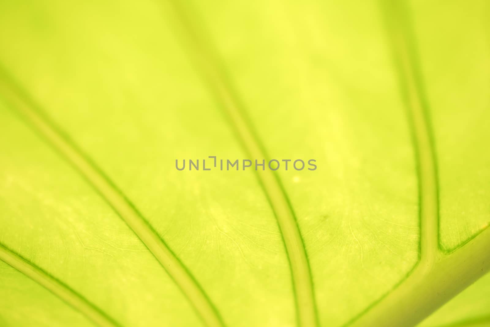 Closeup of green leaf in the garden. Greenery background.