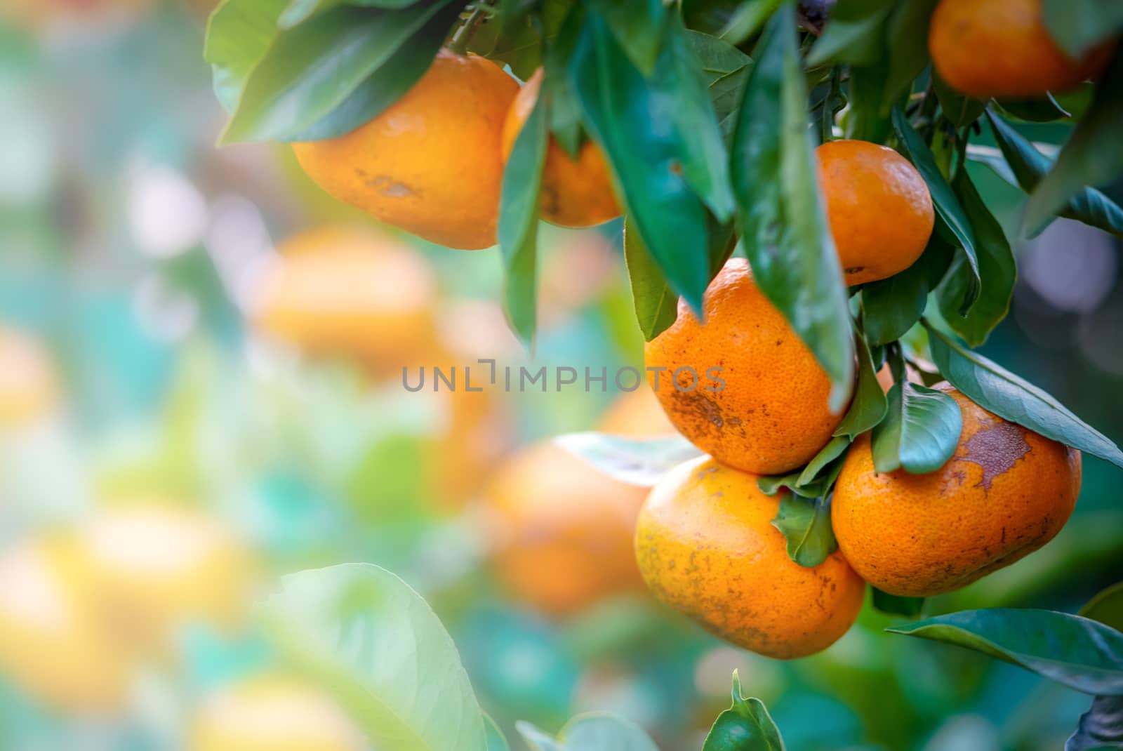 Close up Mandarin Oranges on the tree. Fruit Picking at Gamagori Orange Park, Japan.