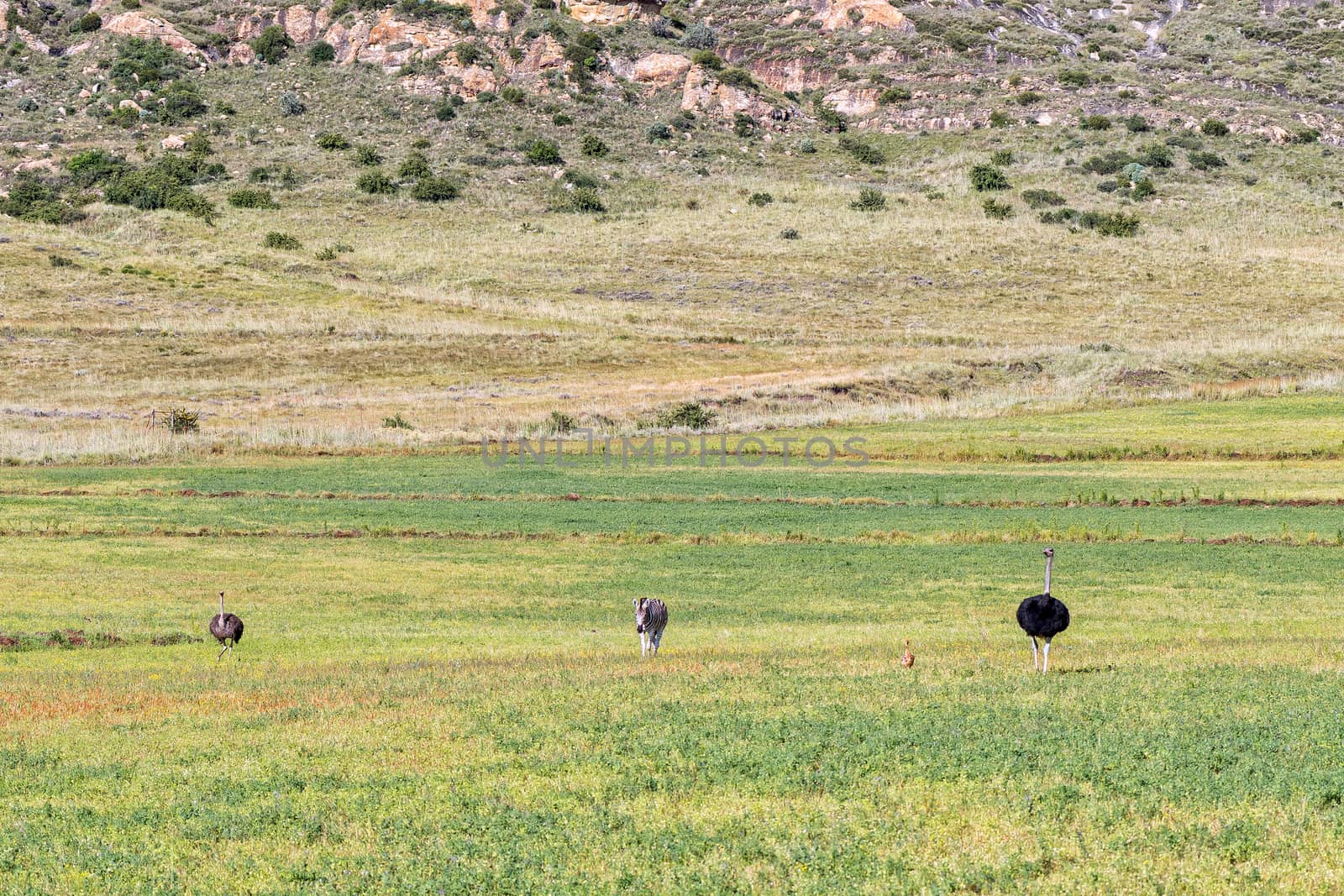 Burchells zebra and male and female ostriches with a chick by dpreezg