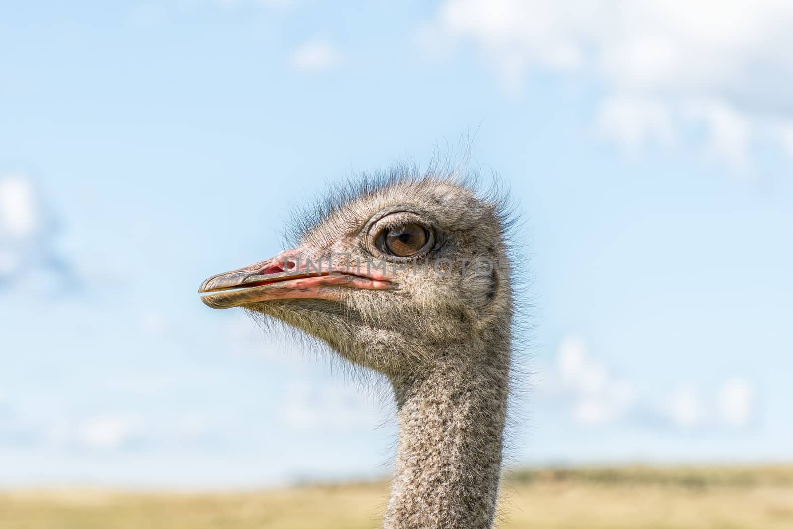 Close-up profile of the face of a male ostrich by dpreezg