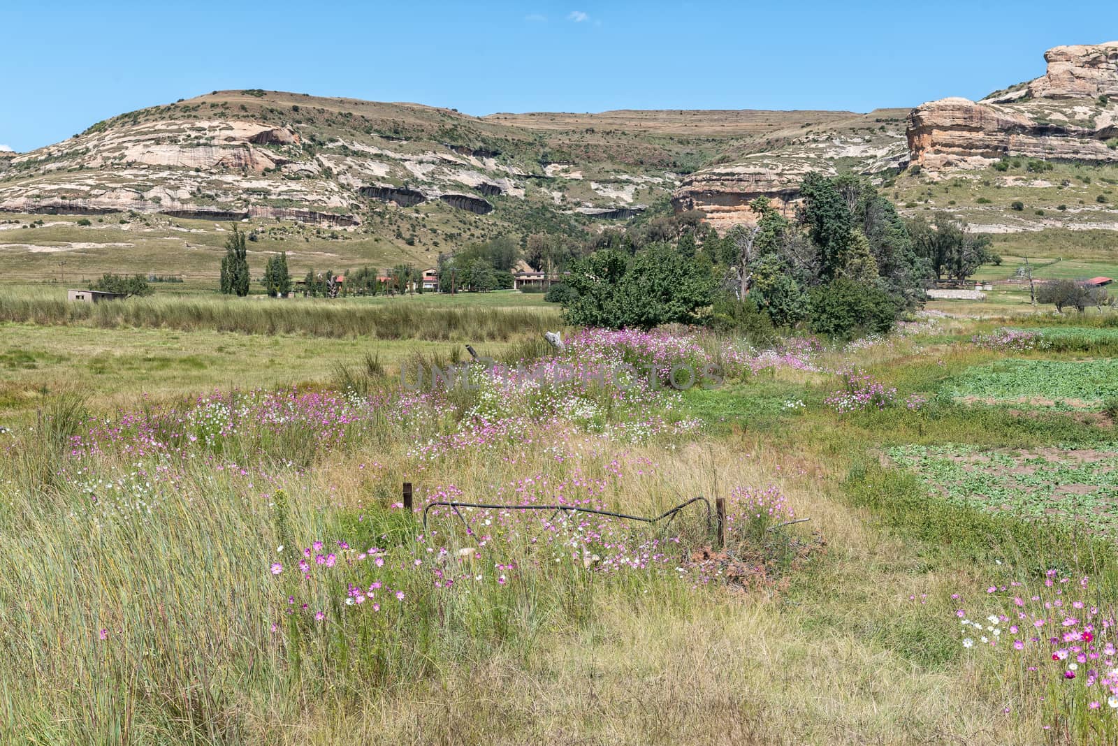 An old farm gate and cosmos flowers, Cosmos bipinnatus, near Fouriesburg in the Free State Province