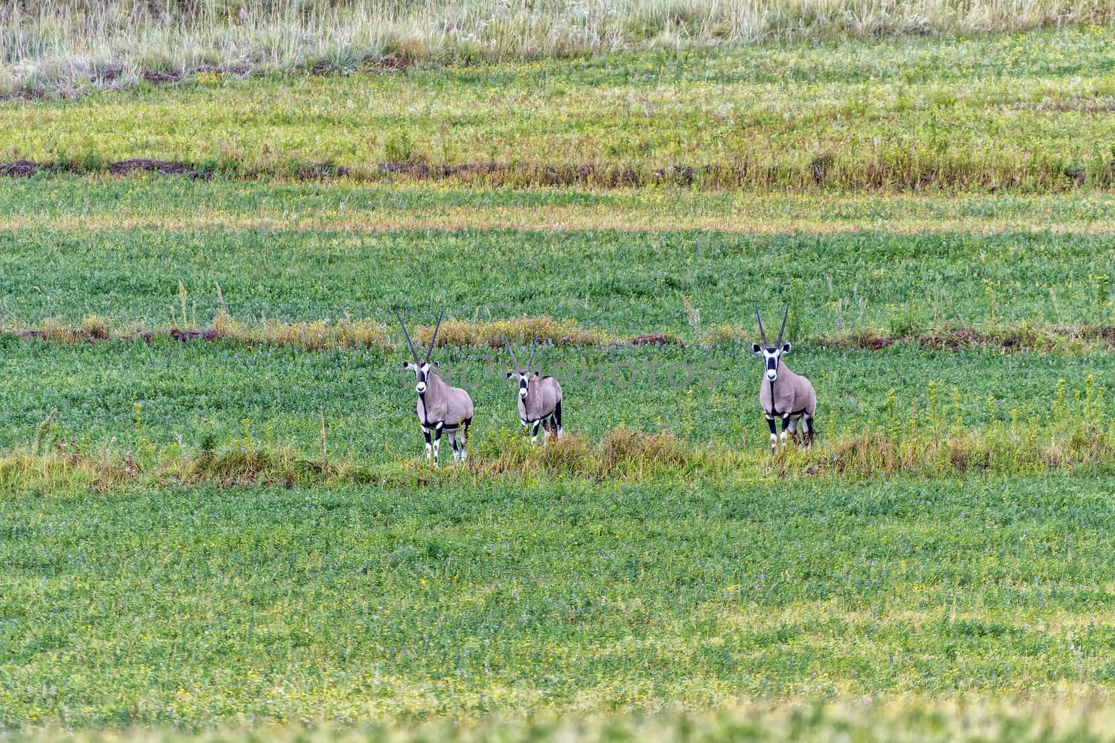 Three oryx in a lucerne field at Uithoek near Fouriesburg in the Free State Province