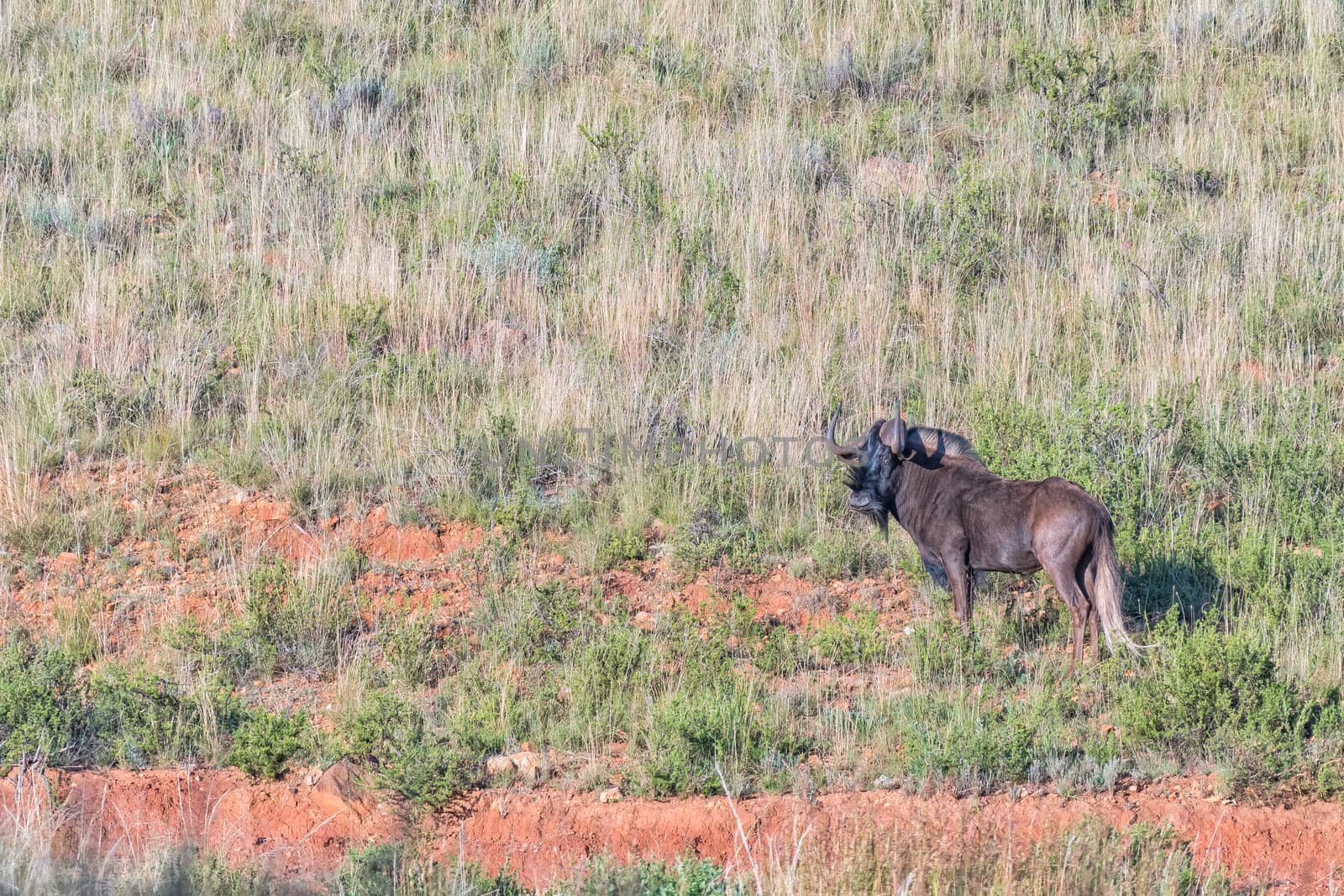 A black wildebeest, Connochaetes gnou, on the slope of a mountain at Uithoek near Fouriesburg in the Free State Province