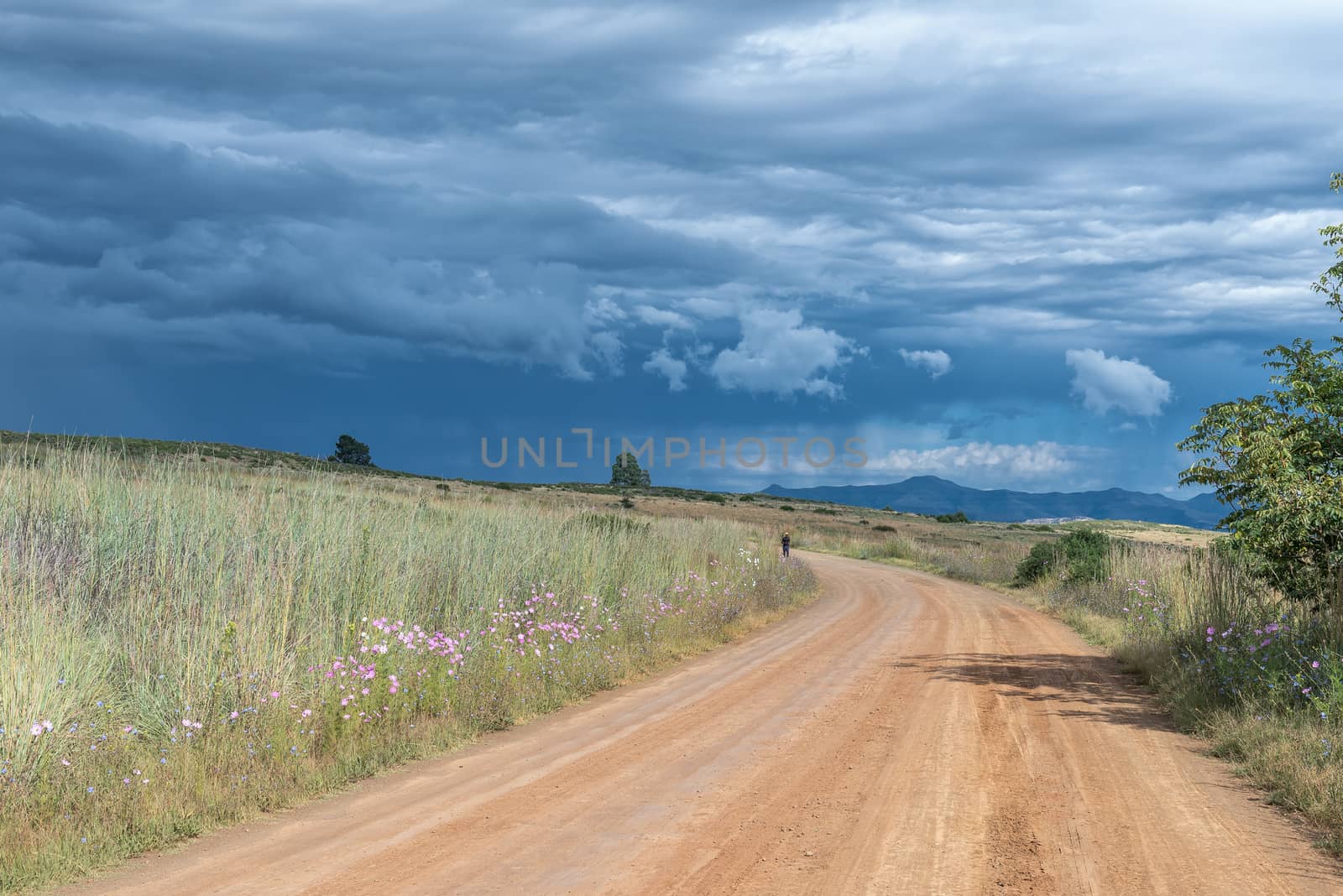 Road landscape with cosmos flowers, pedestrian and  brewing stor by dpreezg