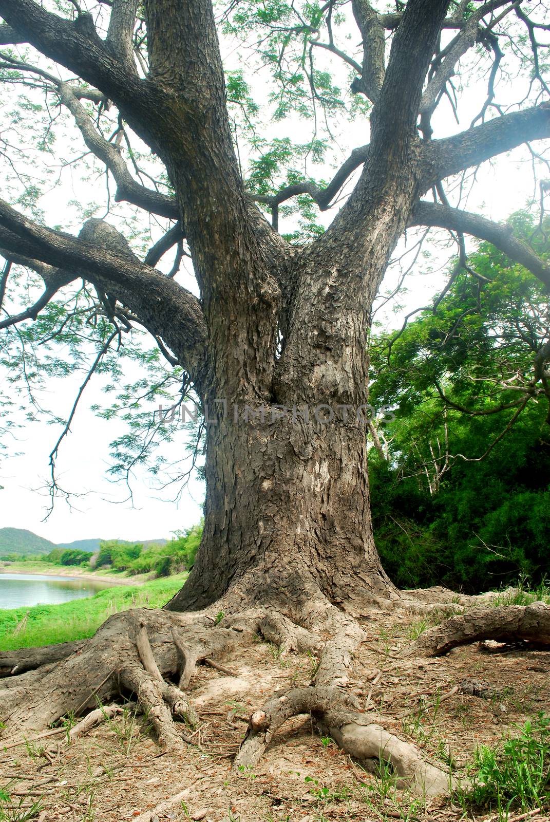 Chamchuri Tree branches, lush tropical trees, refreshing.