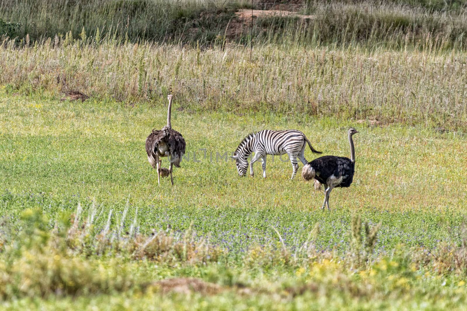 Burchells zebra and male and female ostriches with a chick by dpreezg