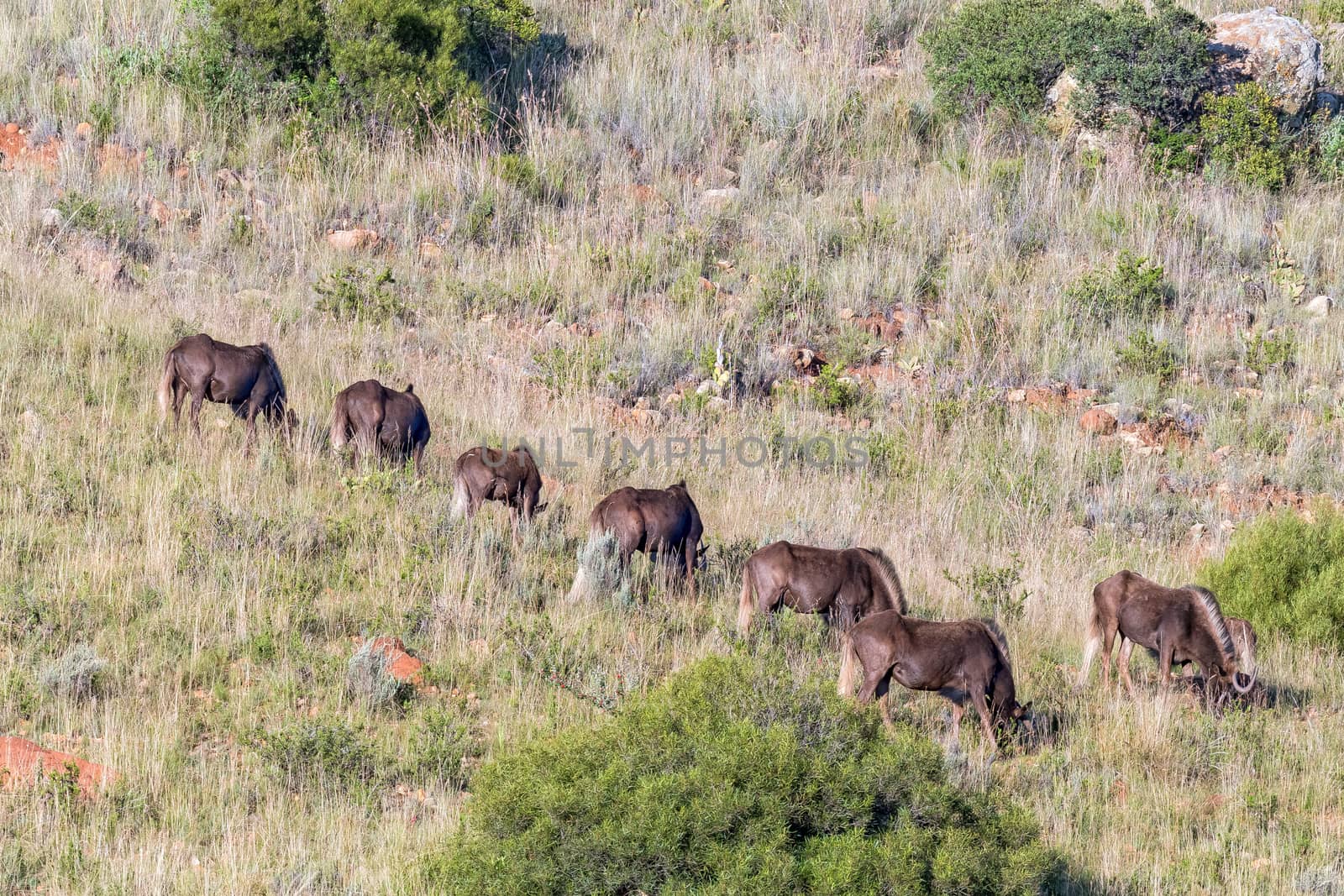 Herd of black wildebeest, Connochaetes gnou, grazing at Uithoek by dpreezg