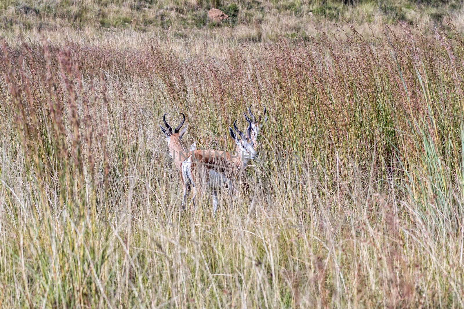 Three springboks, Antidorcas marsupialis, between tall grass at  by dpreezg