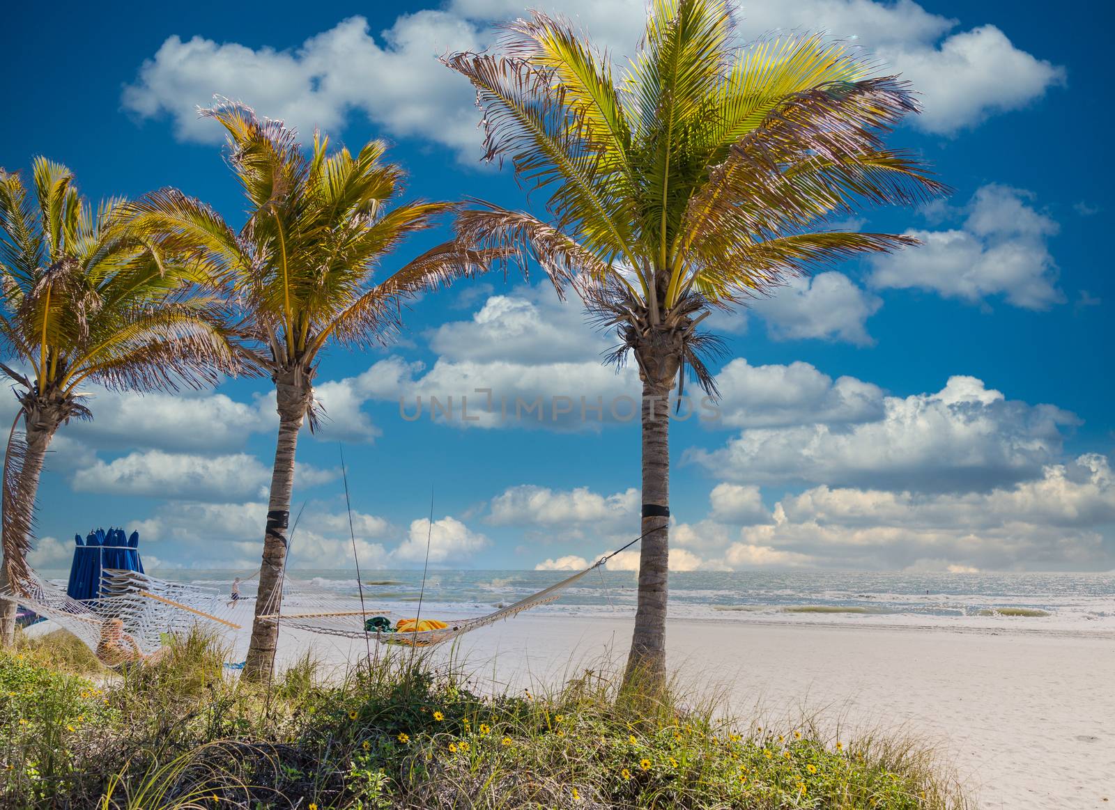 Hammocks and Palm Trees on the Beach
