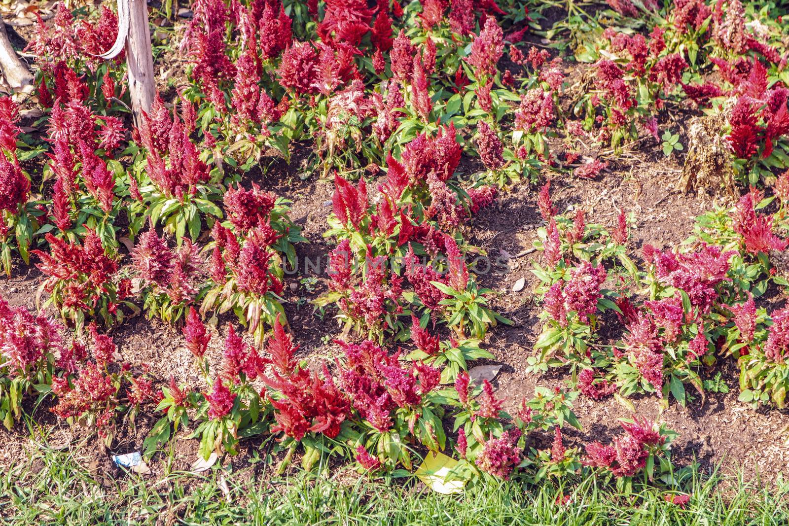 Blooming Celosia flowers in a garden in summer
