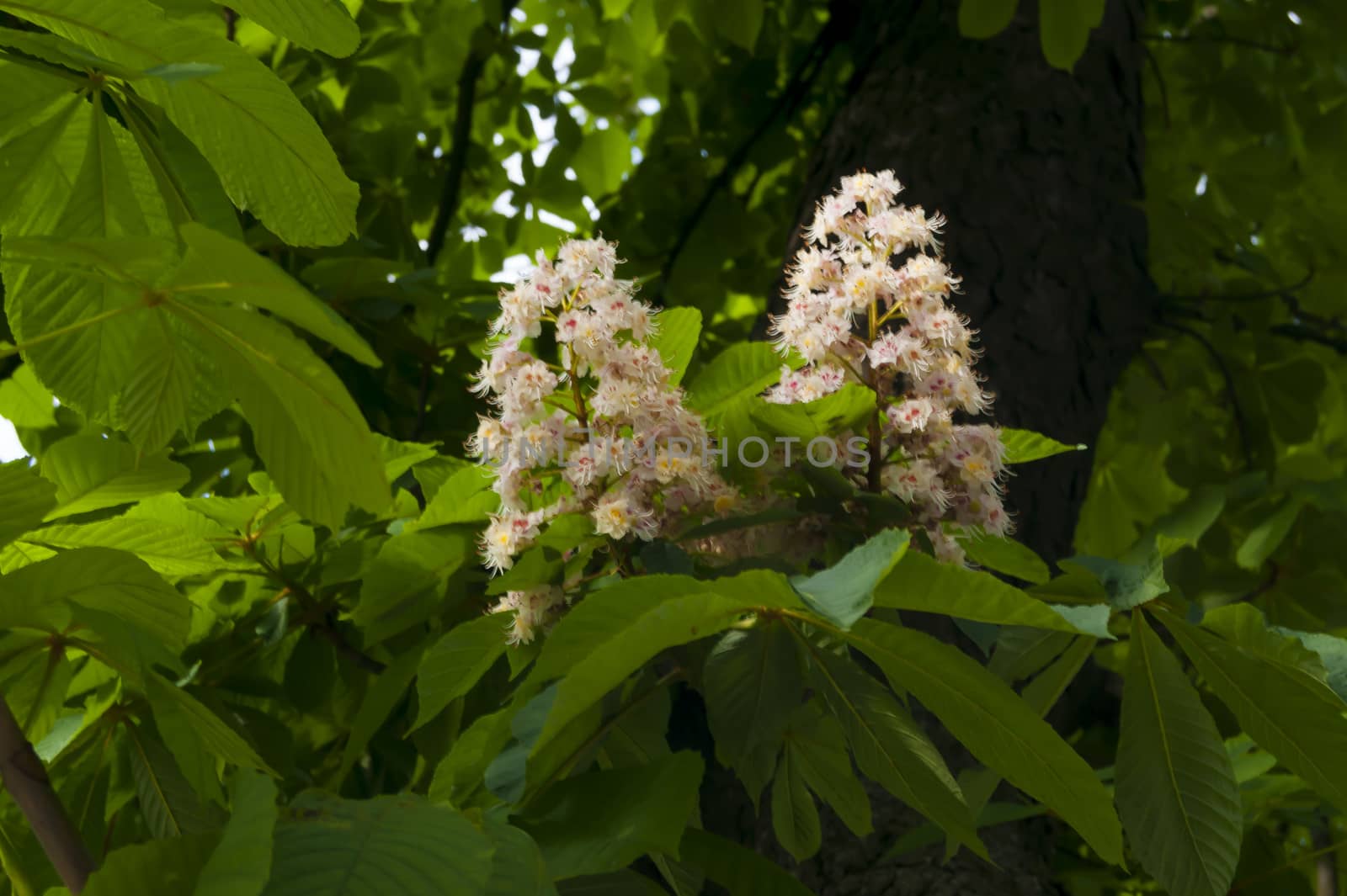 Chestnut branch with white flowers and green leaves