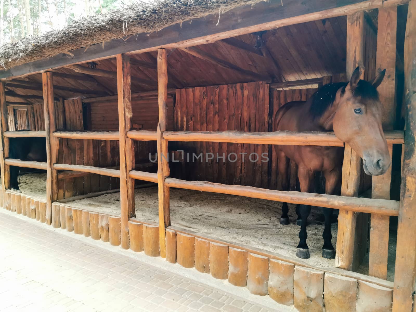 A brown horse standing on top of a wooden fence. High quality photo