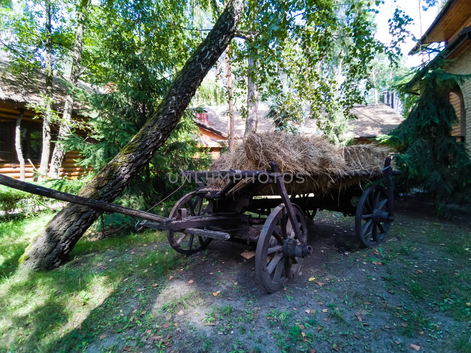 A close up of a horse drawn carriage in front of a tree. High quality photo