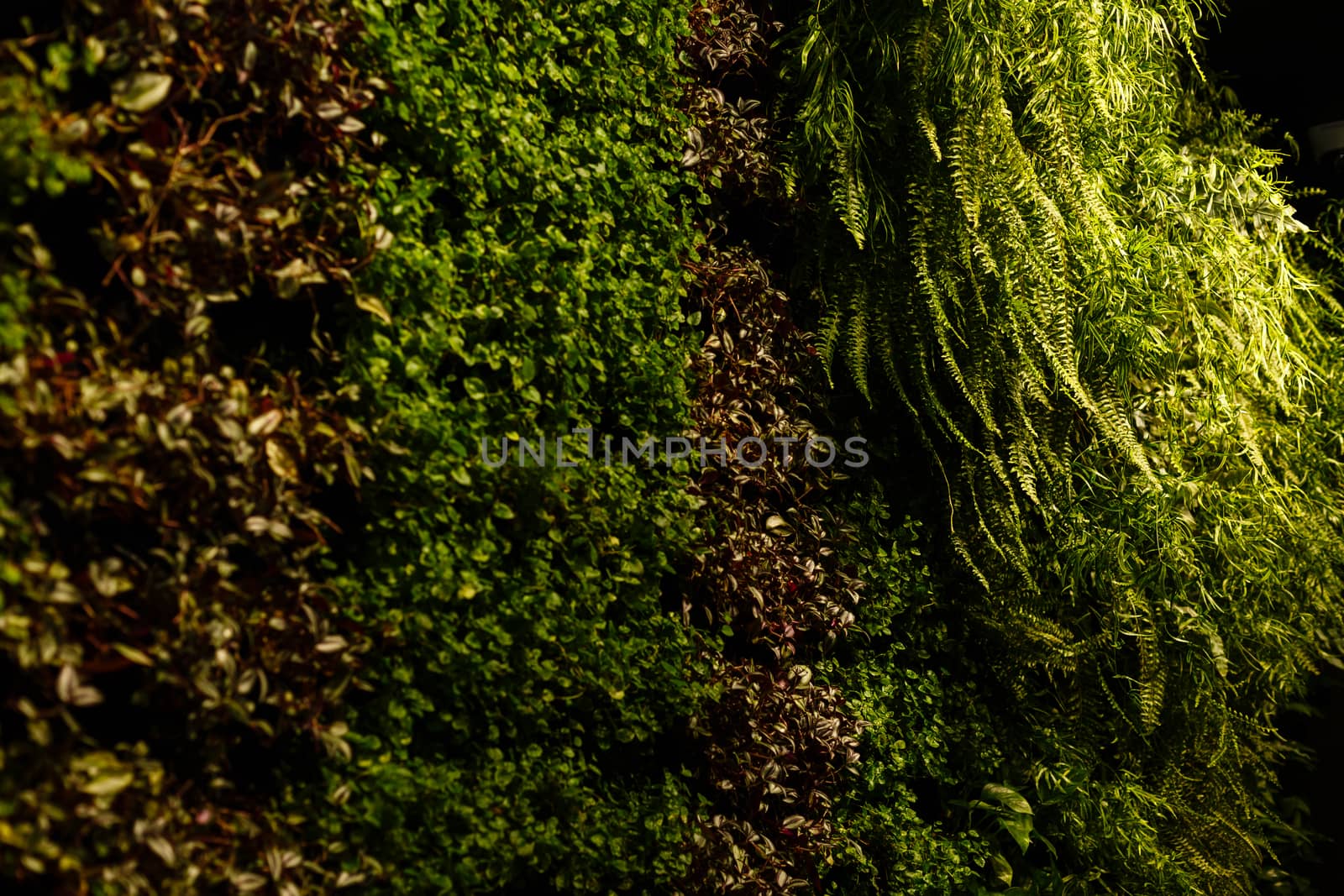 A plant in a forest. High quality photo