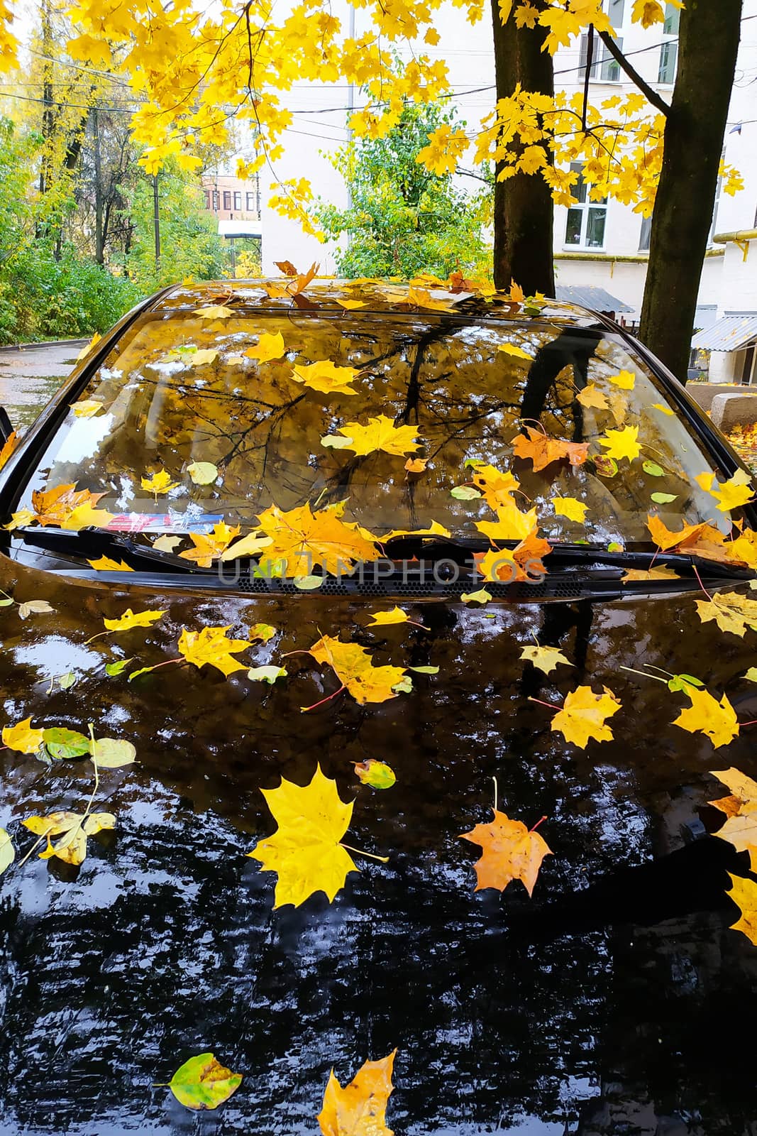 Abstract background of autumn leaves. Autumn background.