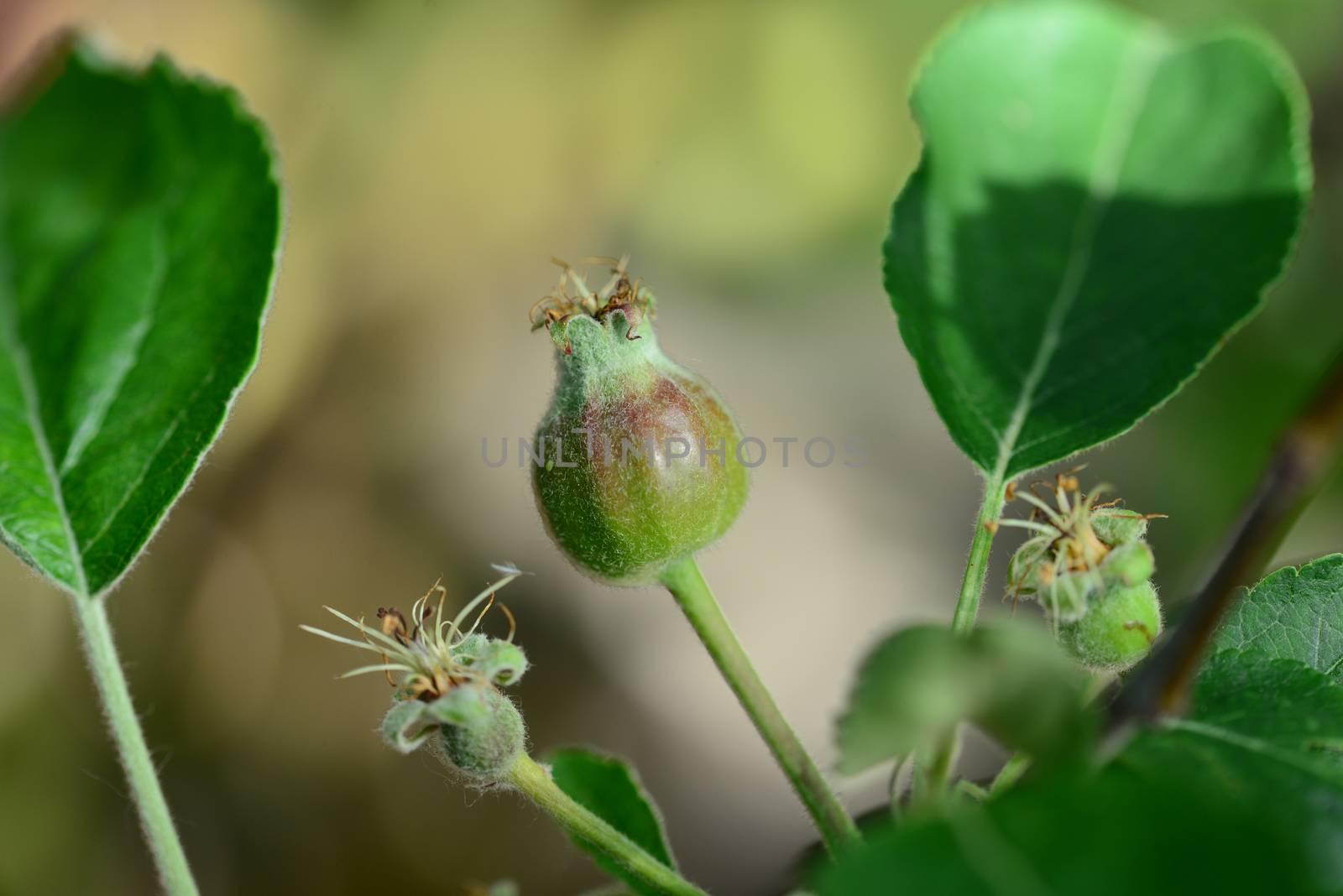 Unripe Apple Embryo close detail with natural background