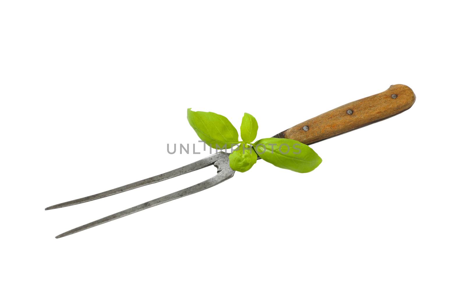 Old carving / meat fork and fresh basil isolated on white