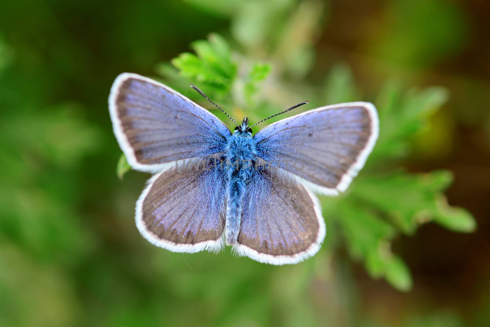 Common blue butterfly close detail over green natural background