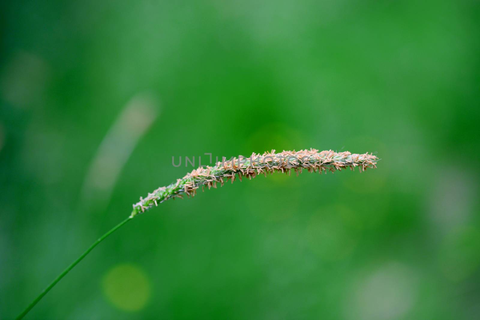 Tall Grass Seed close detail with green natural background