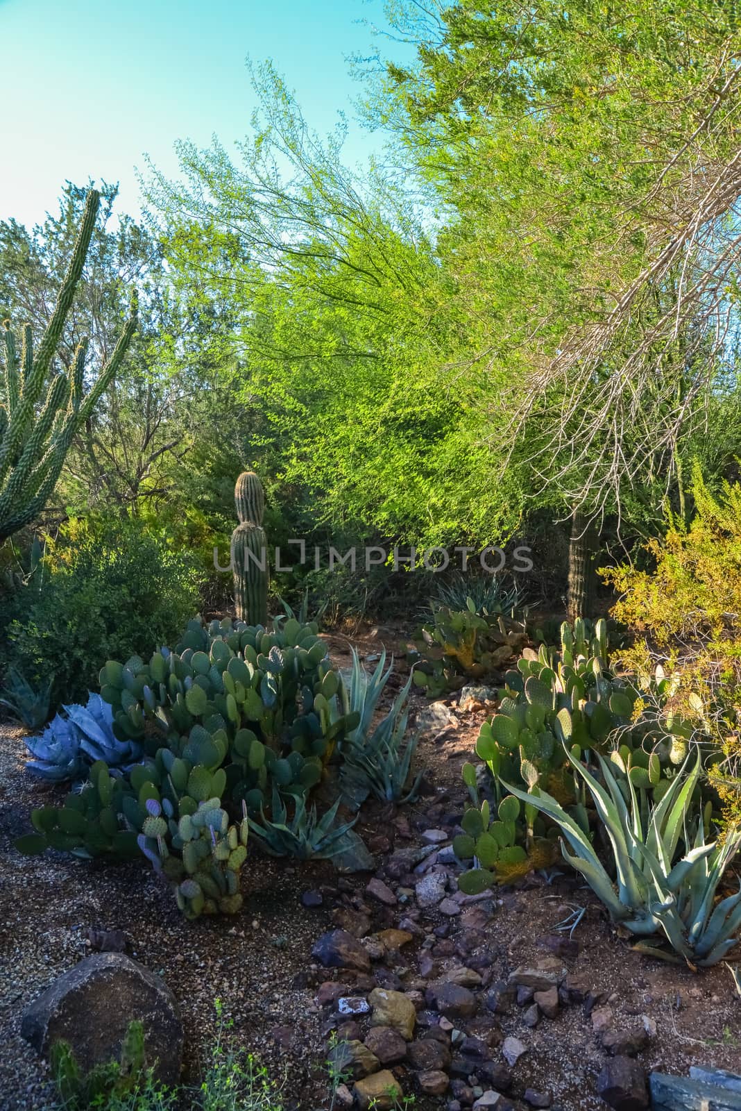 USA, PHENIX, ARIZONA- NOVEMBER 17, 2019:  A group of succulent plants Agave and Opuntia cacti in the botanical garden of Phoenix, Arizona, USA