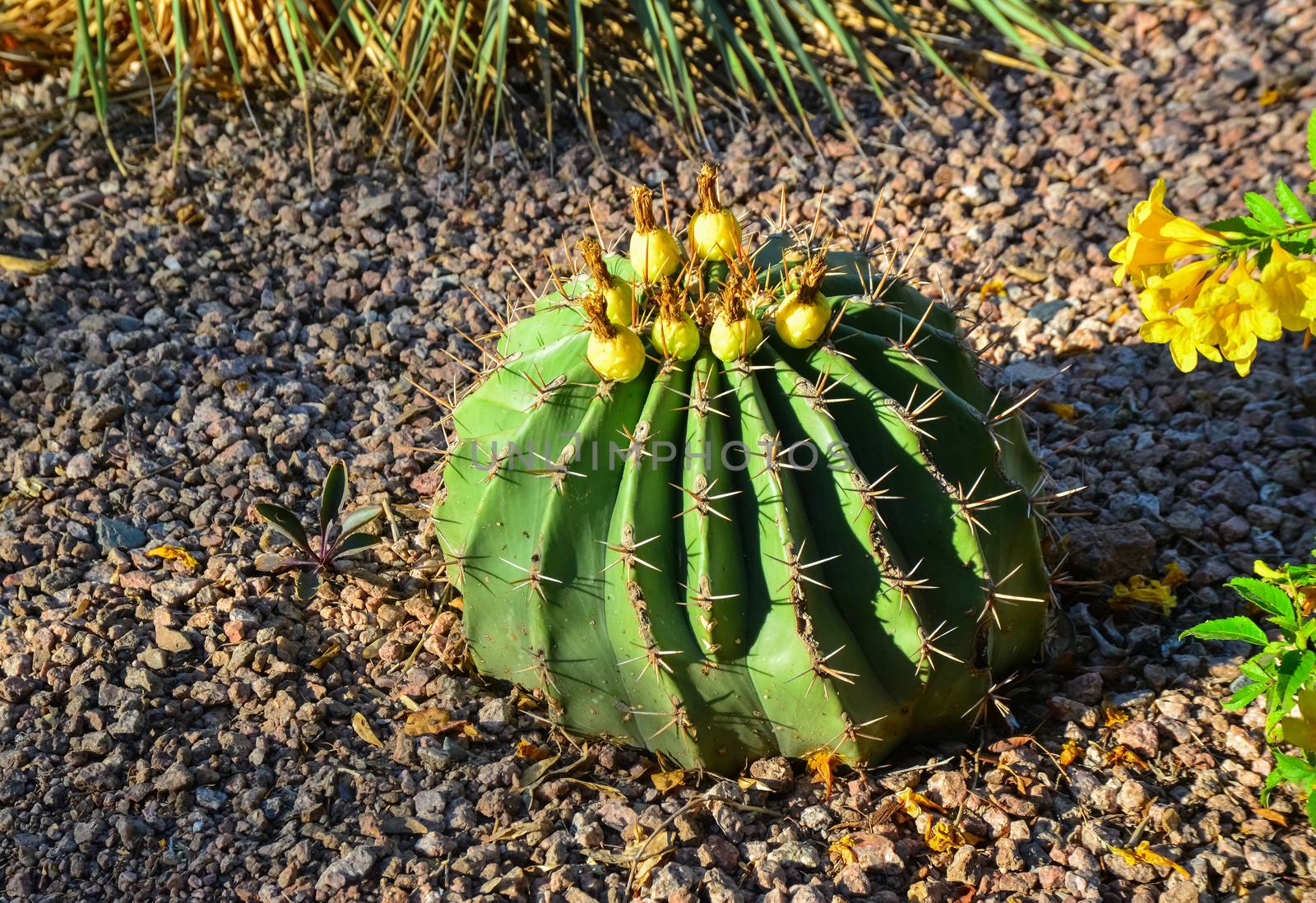 Yellow fruits with seeds on top of a large cactus Ferocactus. Ar by Hydrobiolog