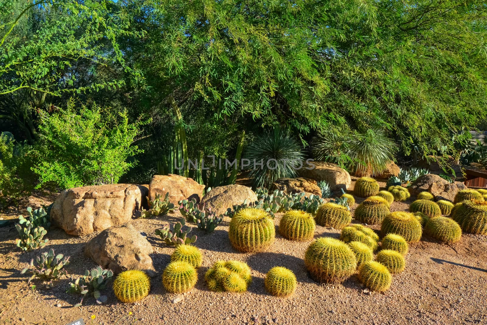 USA, PHENIX, ARIZONA- NOVEMBER 17, 2019:  A group of succulent plants Agave and Opuntia cacti in the botanical garden of Phoenix, Arizona, USA