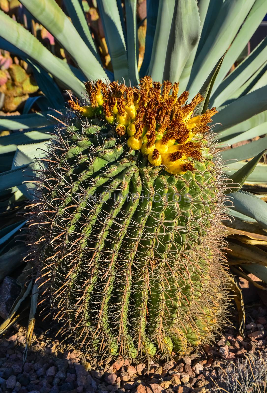 Yellow fruits with seeds on top of a large cactus Ferocactus. Ar by Hydrobiolog
