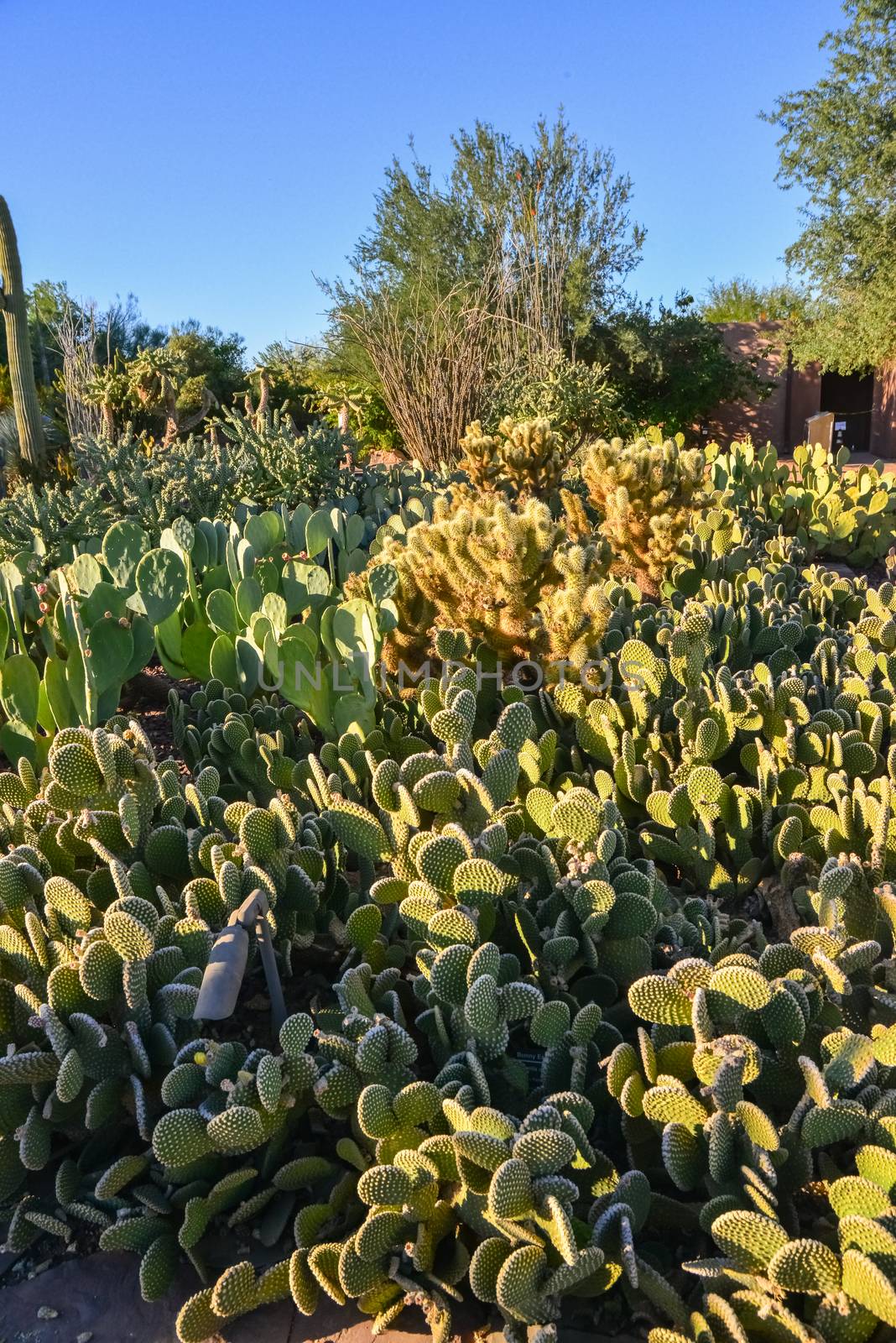 Different types of prickly pear cacti in a botanical garden in P by Hydrobiolog