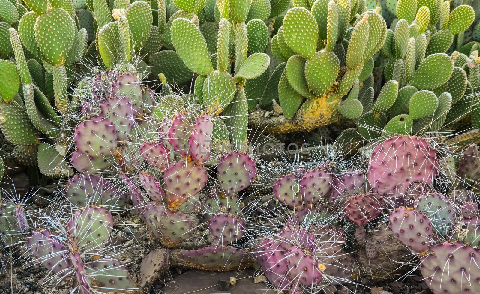 A group of succulent plants of Opuntia cacti in the Phoenix Bota by Hydrobiolog