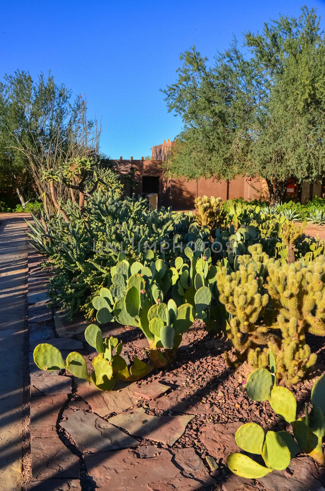 Different types of prickly pear cacti in a botanical garden in Phoenix, Arizona