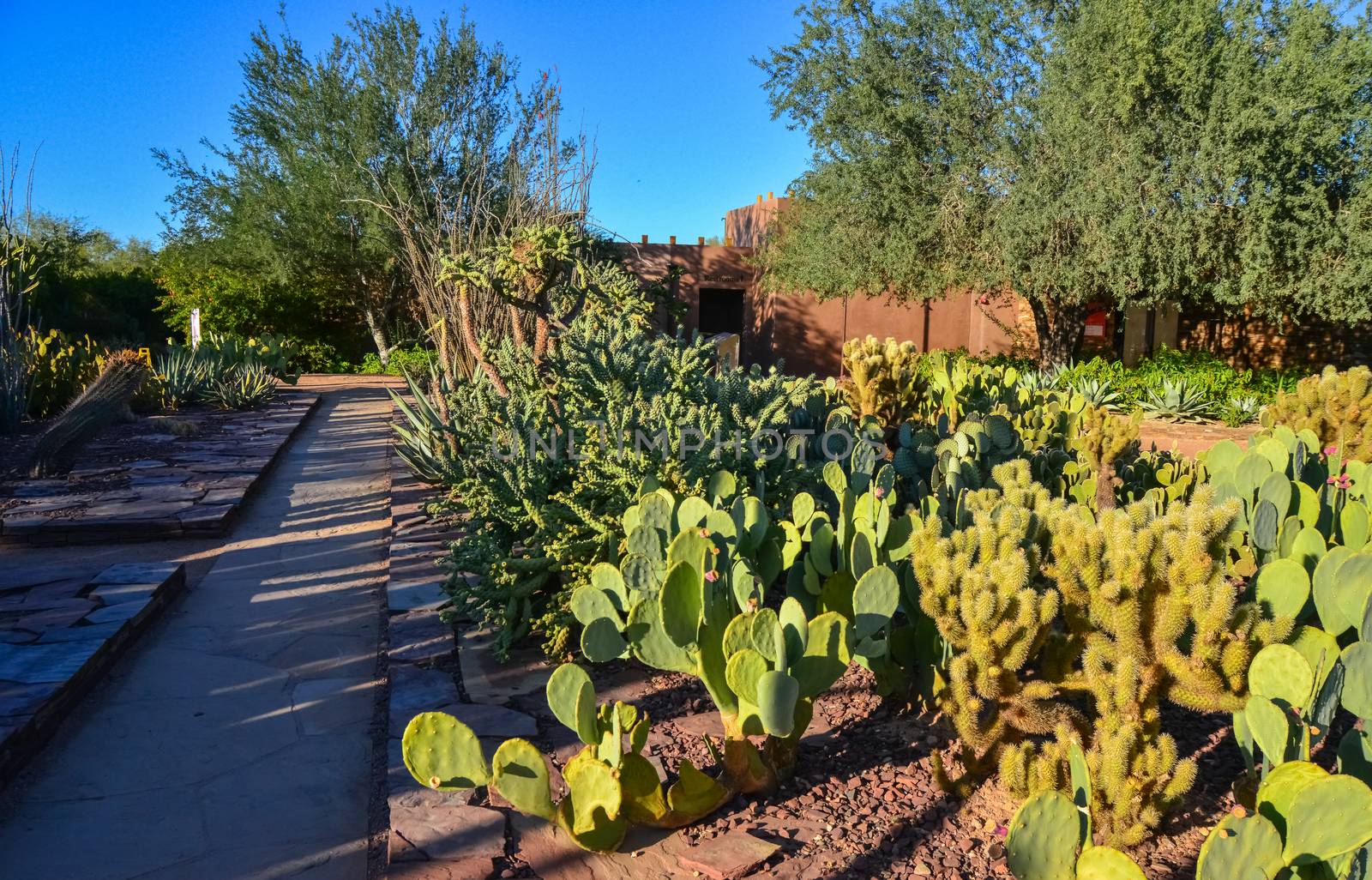 Different types of prickly pear cacti in a botanical garden by Hydrobiolog