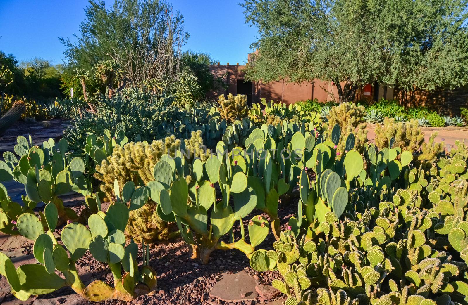 Different types of prickly pear cacti in a botanical garden in P by Hydrobiolog