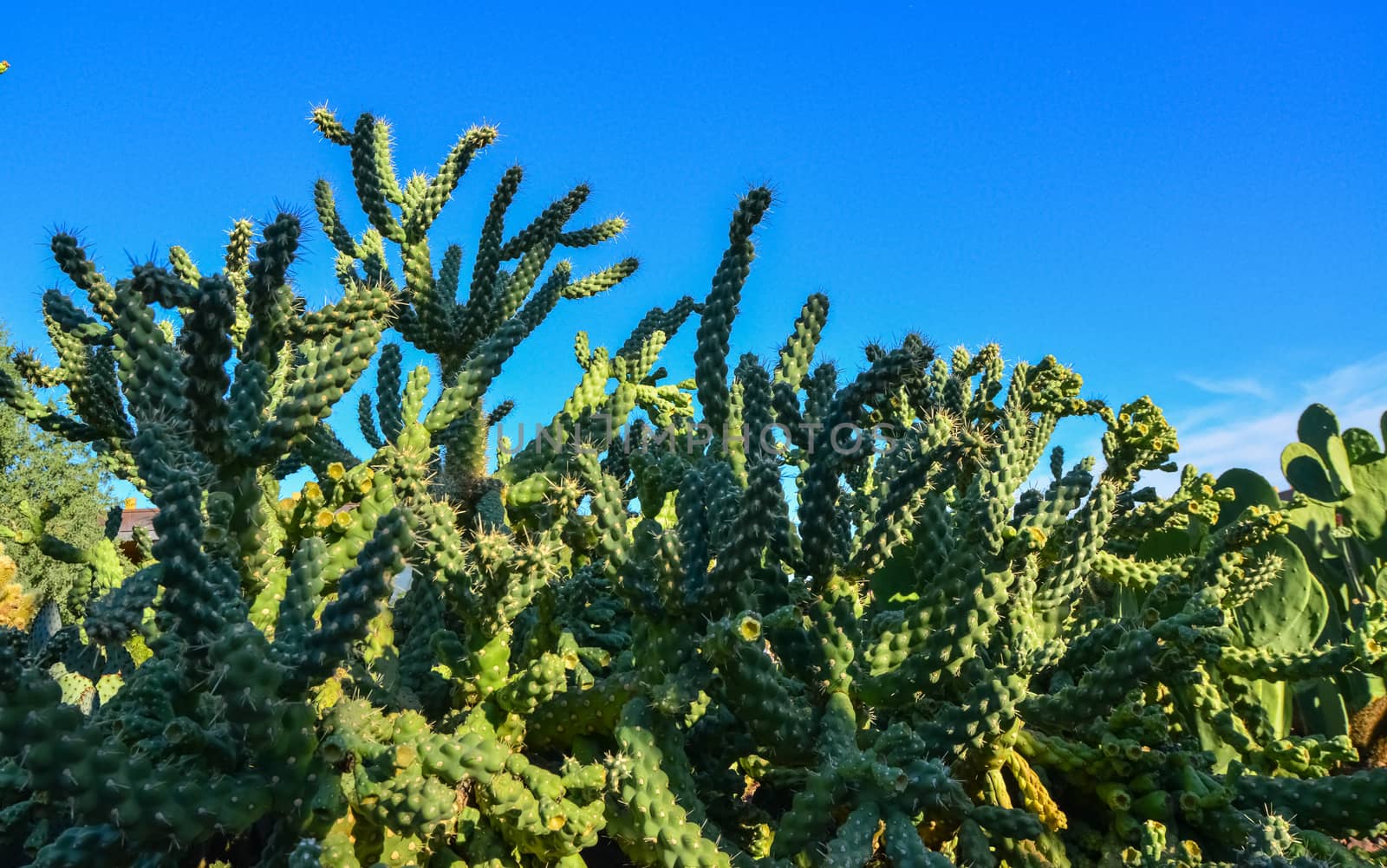 Cactus. Cane Chola Cylindropuntia spinosior on a background of blue sky. Arizona, USA