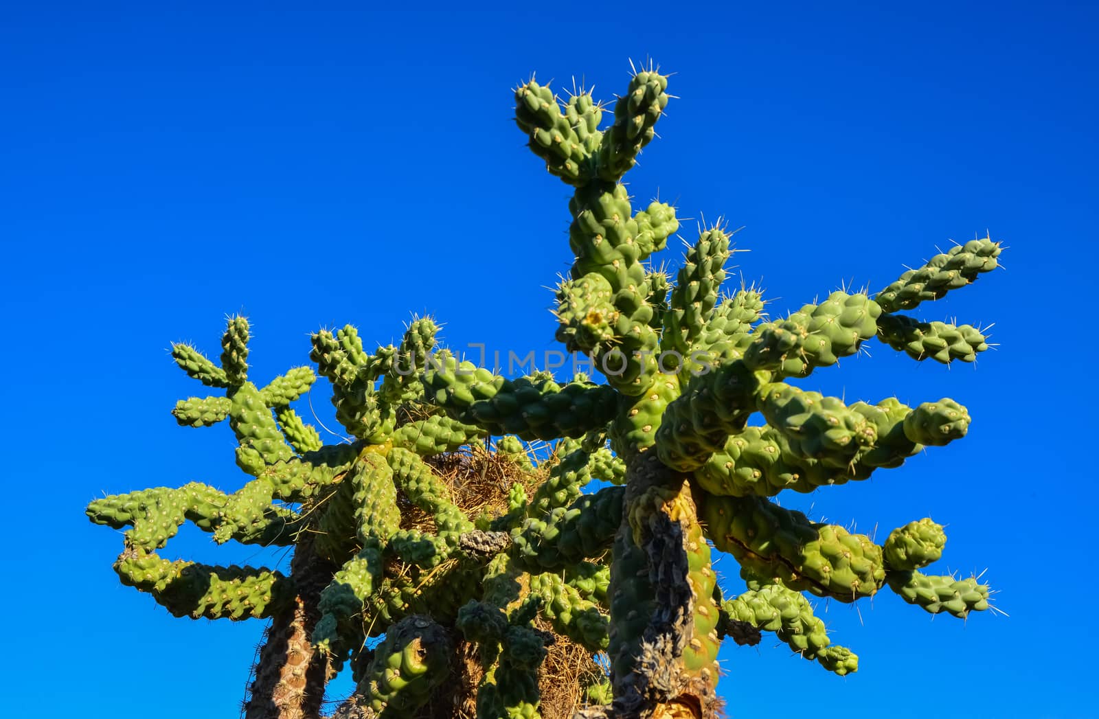 Cactus. Cane Chola Cylindropuntia spinosior on a background of b by Hydrobiolog