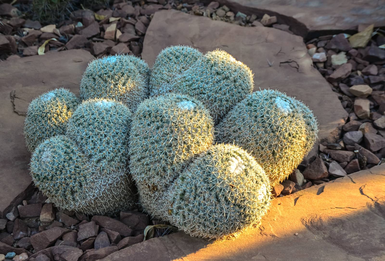Cactus Mamillaria in the Phoenix Botanical Garden, Arizona, USA