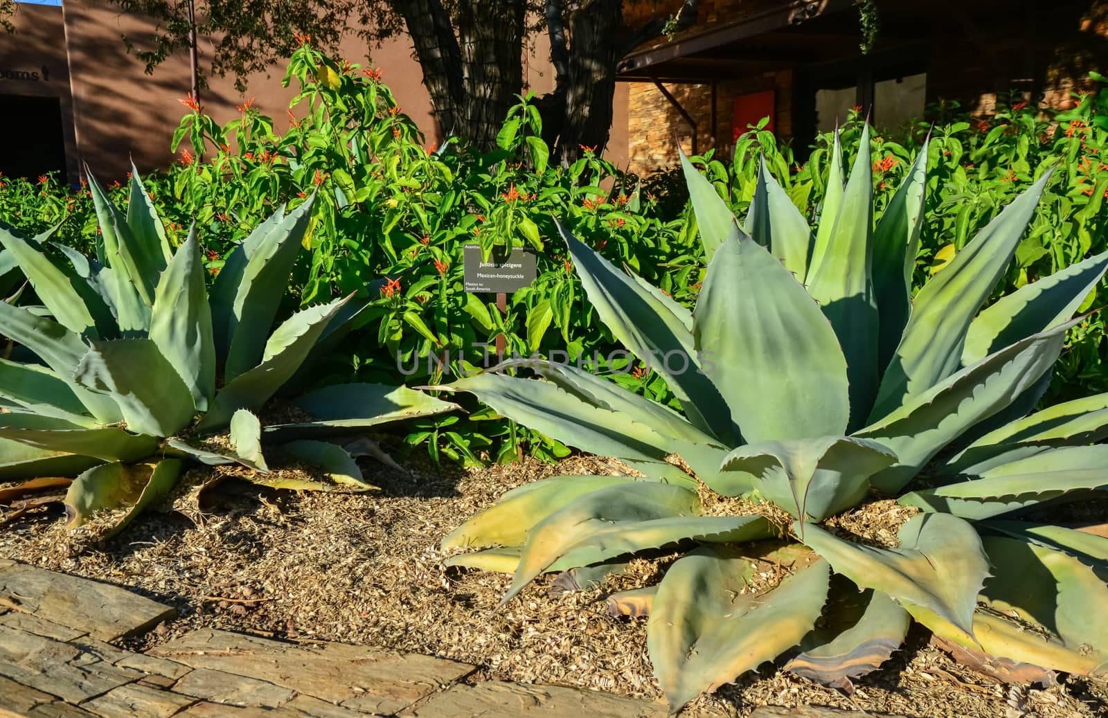 A group of succulent plants Agave and Opuntia cacti by Hydrobiolog