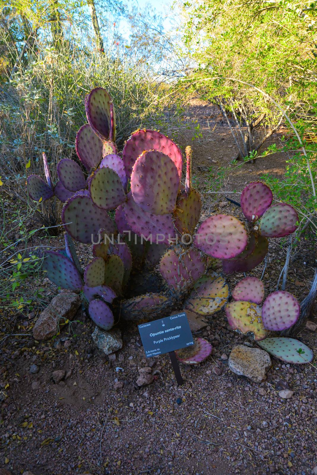 A group of succulent plants of Opuntia cacti in the Phoenix Botanical Garden, Arizona, USA