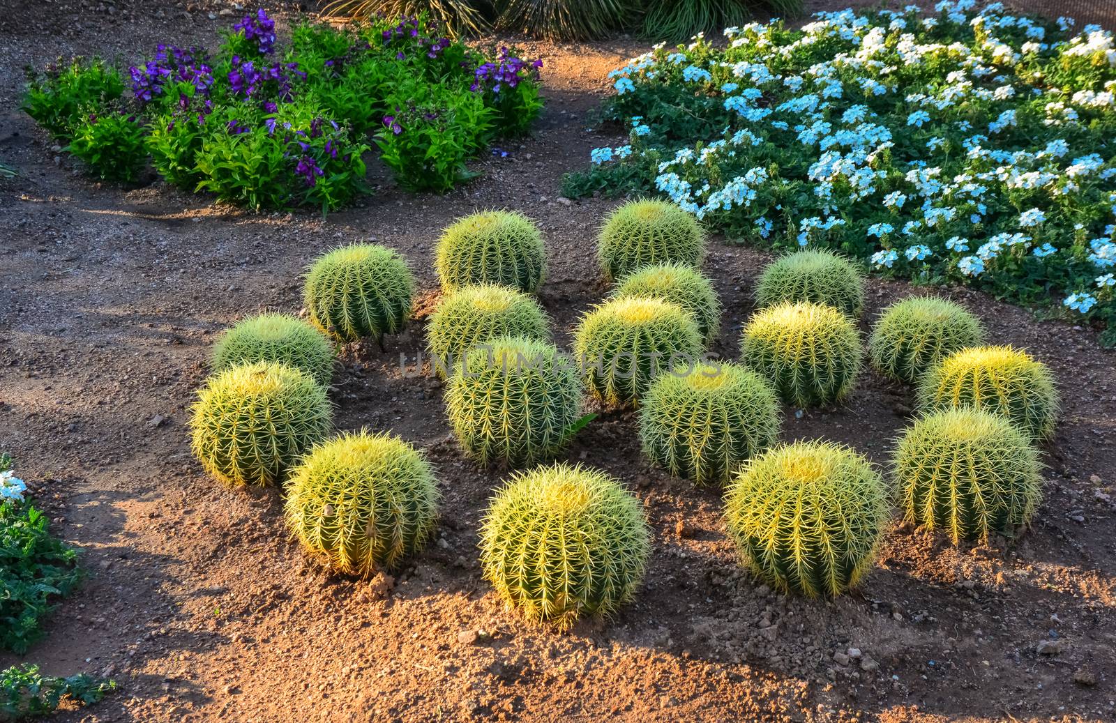 A group of succulent plants of Echinocactus cacti by Hydrobiolog