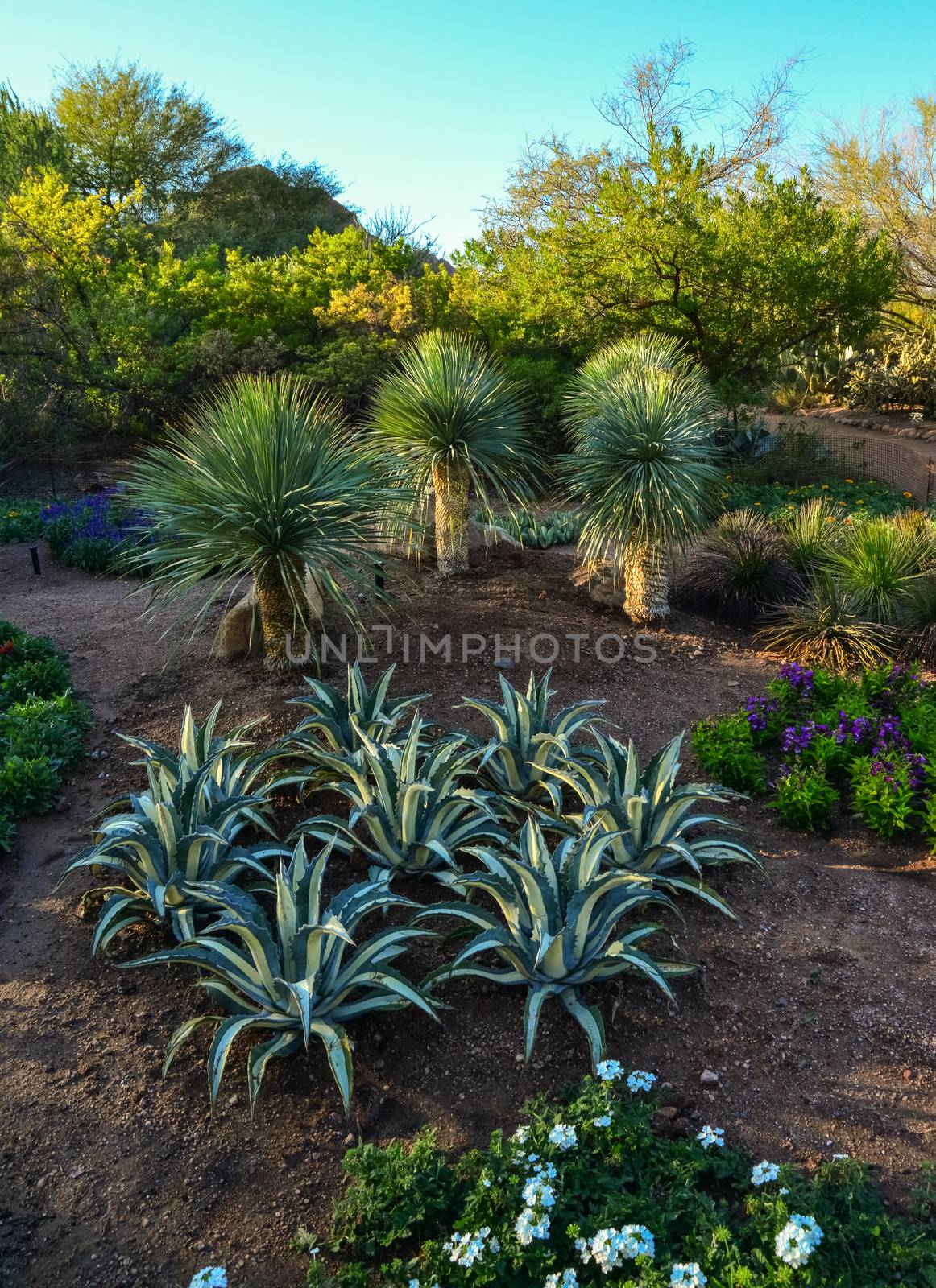 A group of succulent plants of Echinocactus cacti by Hydrobiolog