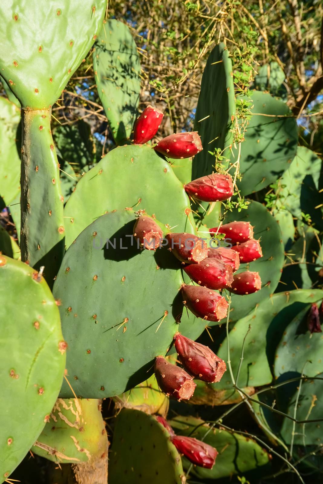 Red fruits with seeds, Cactus Opuntia sp. in the Phoenix by Hydrobiolog