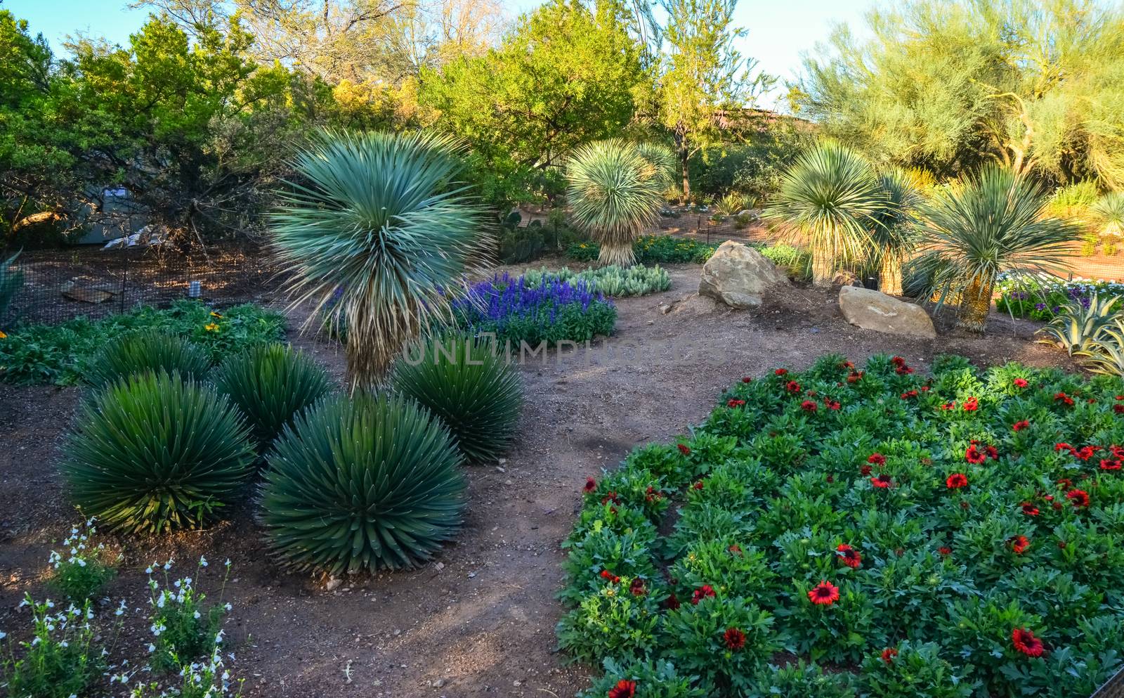 USA, PHENIX, ARIZONA- NOVEMBER 17, 2019:  A group of succulent plants of Echinocactus cacti in the Phoenix Botanical Garden, Arizona, USA