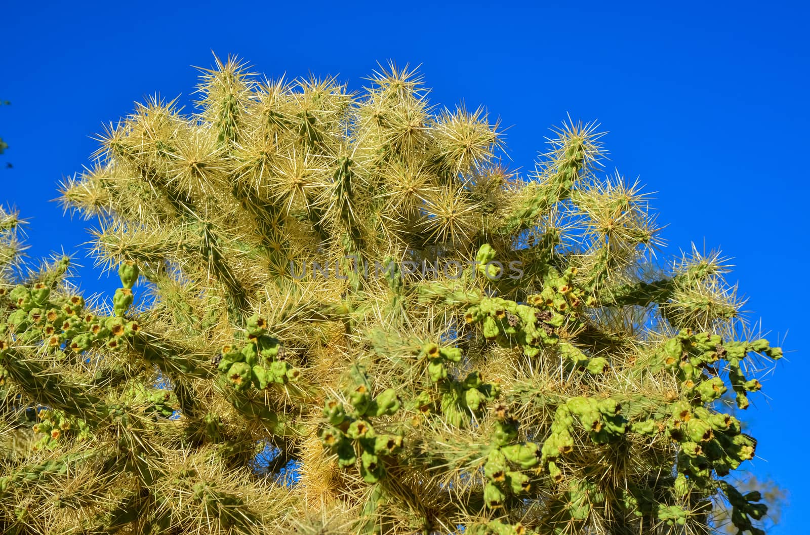 Cactus. Cane Chola Cylindropuntia spinosior on a background by Hydrobiolog