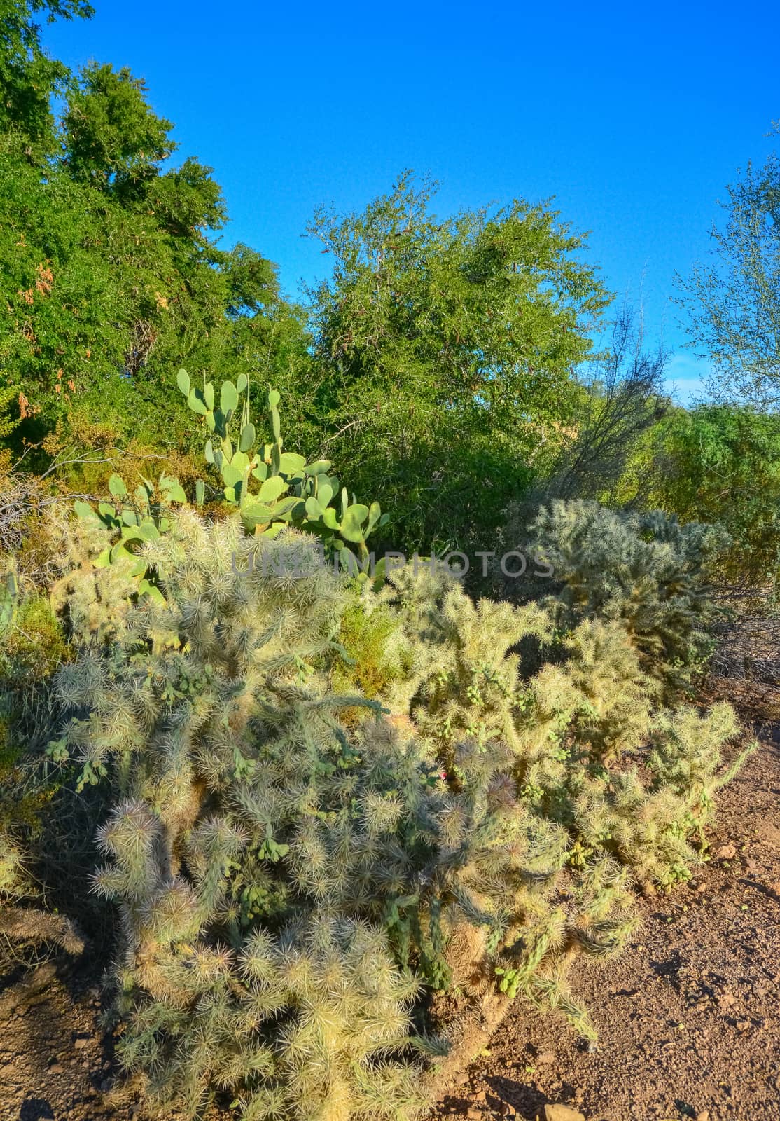 Cactus. Cane Chola Cylindropuntia spinosior on a background by Hydrobiolog