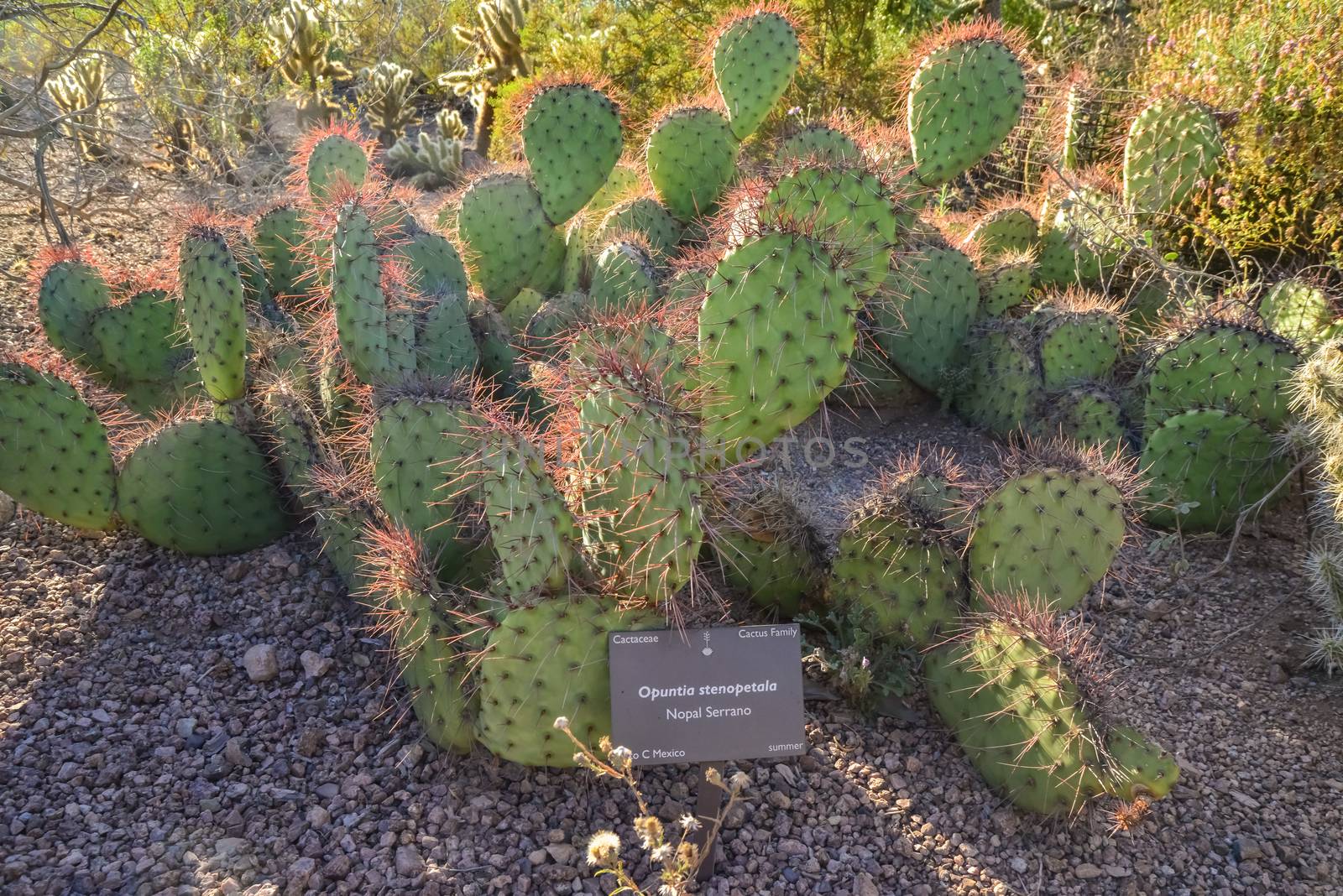USA, PHENIX, ARIZONA- NOVEMBER 17, 2019: Cactus nameplate, nopal Serrano (Opuntia stenopetala). A succulent plants of Opuntia cacti in the Phoenix Botanical Garden, Arizona, USA