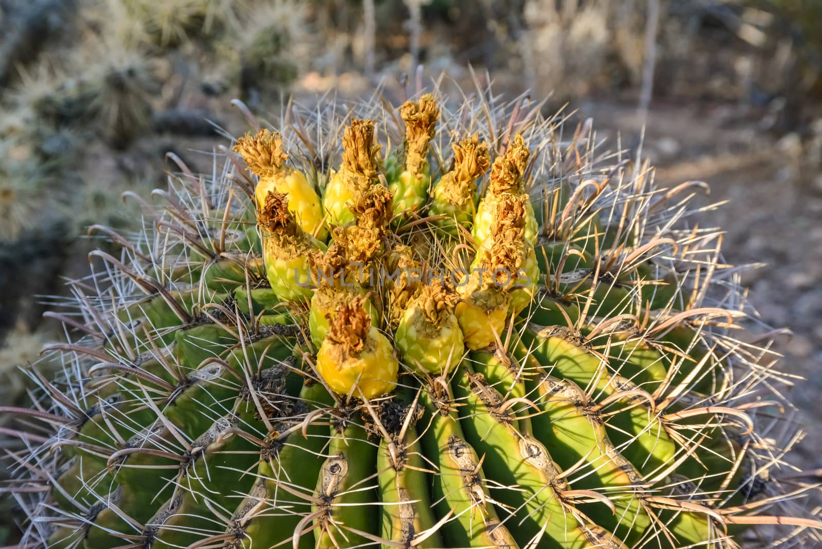 Yellow fruits with seeds on top of a large cactus Ferocactus. by Hydrobiolog