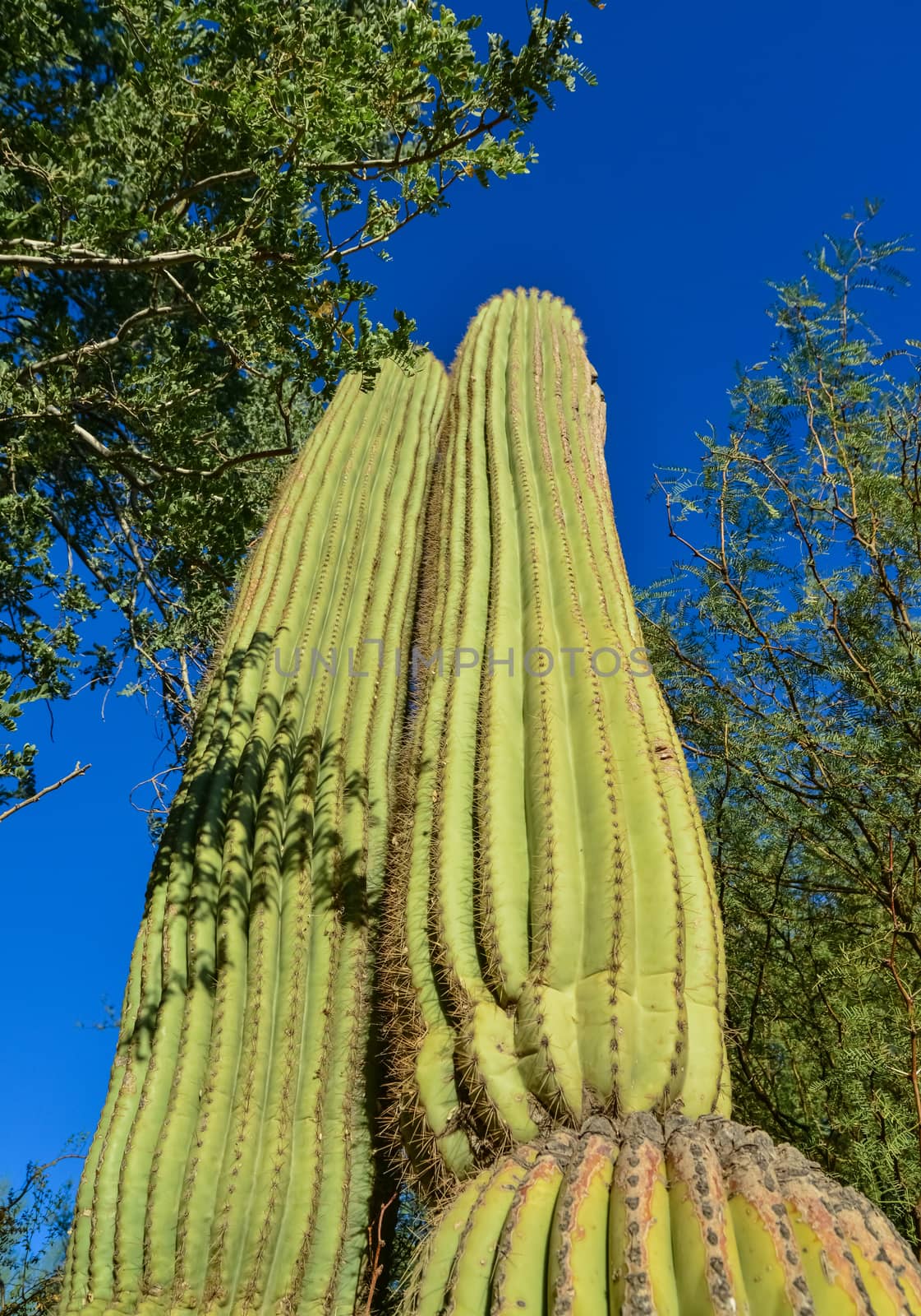 Arizona cacti.  A view looking up a Saguaro cactus Carnegiea by Hydrobiolog