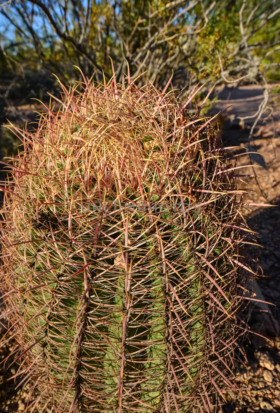 Cactus Ferocactus in the Phoenix Botanical Garden, Arizona, USA by Hydrobiolog