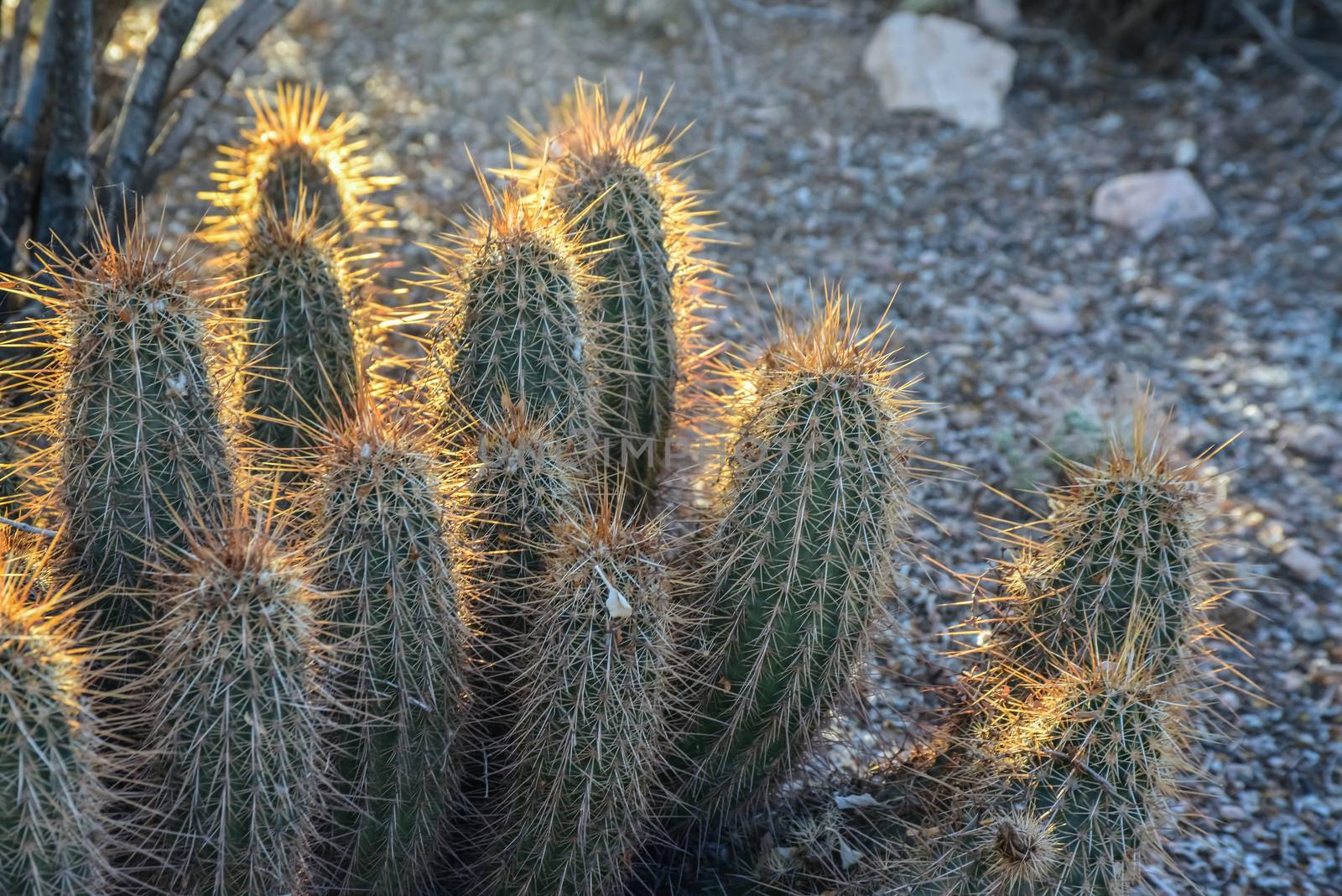 Large multi-stem cactus Echinocereus sp., Arizona, USA by Hydrobiolog