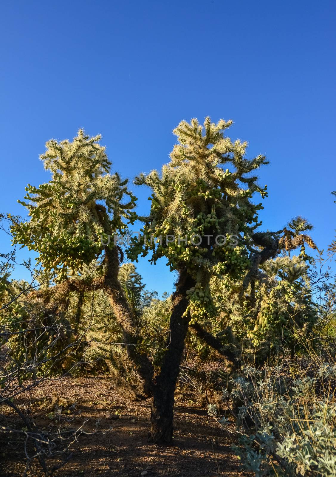 Cactus. Cane Chola Cylindropuntia spinosior by Hydrobiolog